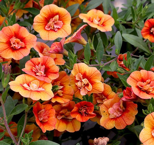 Aed-puispetuunia Calita Double Orange 3 tk