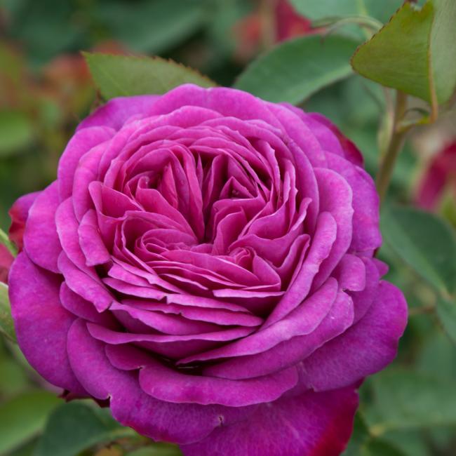 Roos Heidi Klum Rose paljasjuurne 1tk