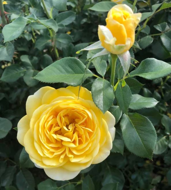 Roos Inka paljasjuurne 1tk