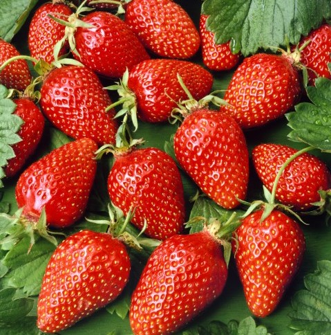 Aedmaasikas Asia frigotaim A 20 tk