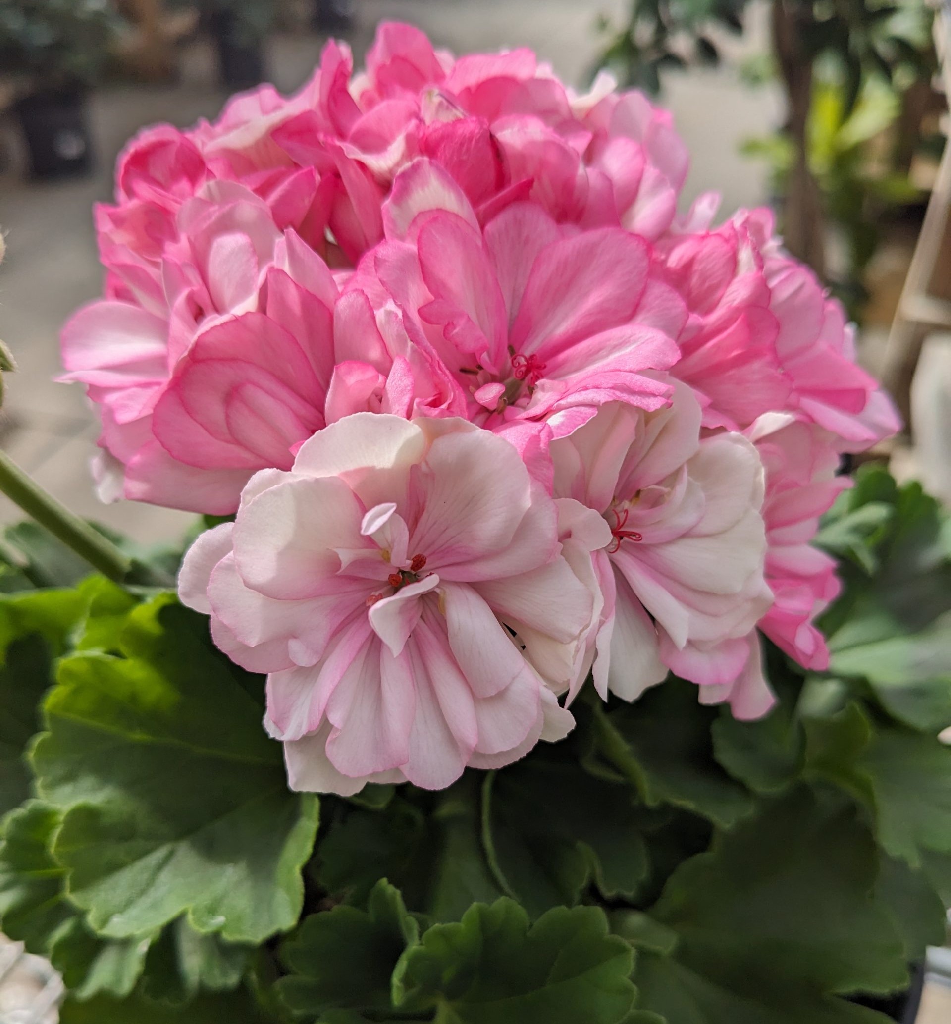 Viirpelargoon Survivor Idols® Paperbloom 1 tk