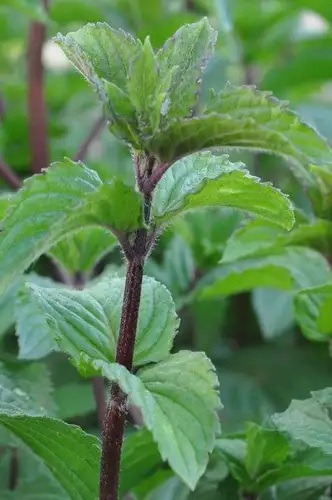 Piparmünt Multimentha 1 tk