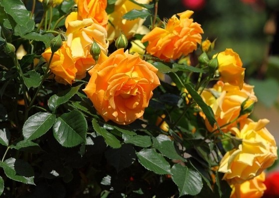 Roos Goldelse paljasjuurne 1tk