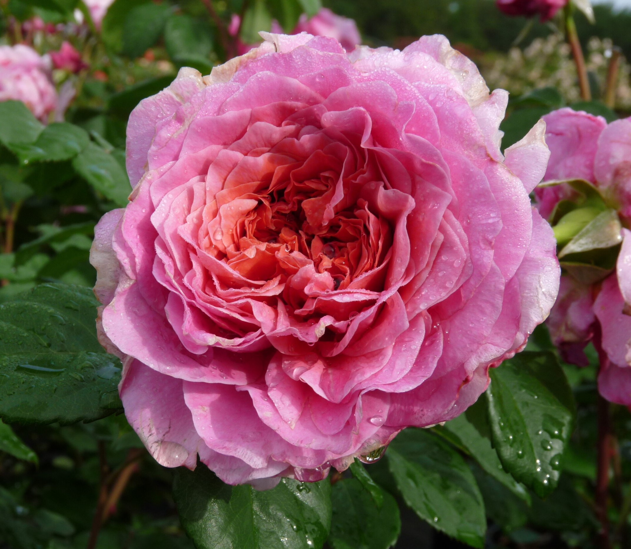 Roos Eisvogel paljasjuurne 1tk