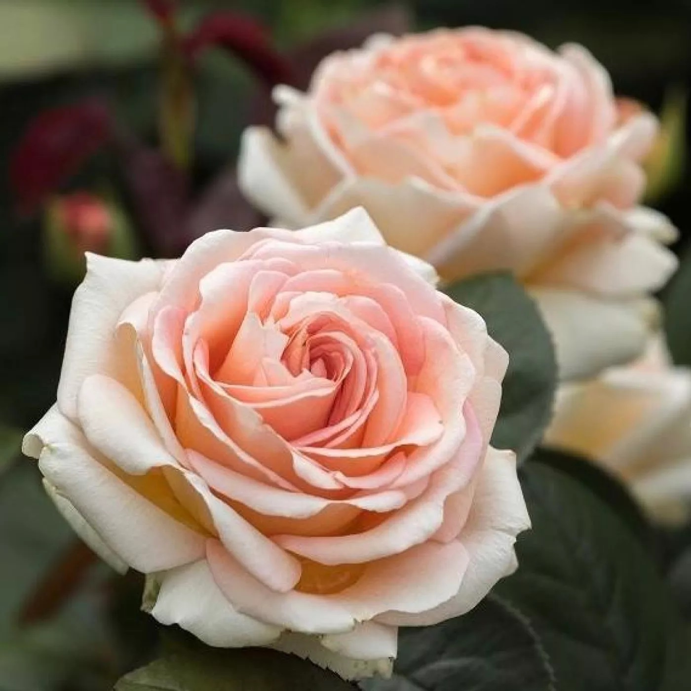 Roos Lady Capri paljasjuurne 1tk