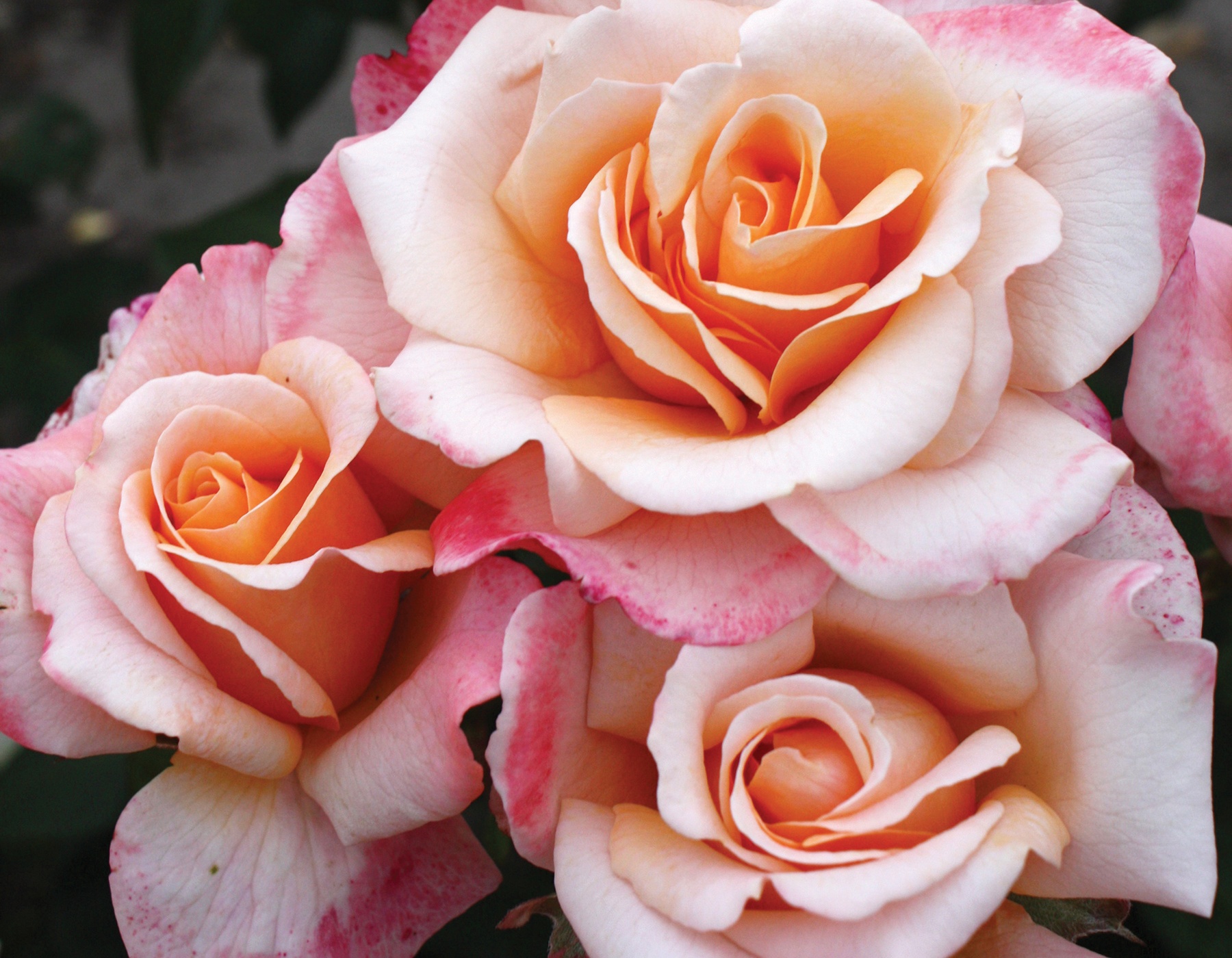 Roos Oh Happy Day paljasjuurne 1tk