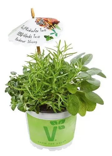 Maitsetaimede trio Barbecue Strong 1 tk