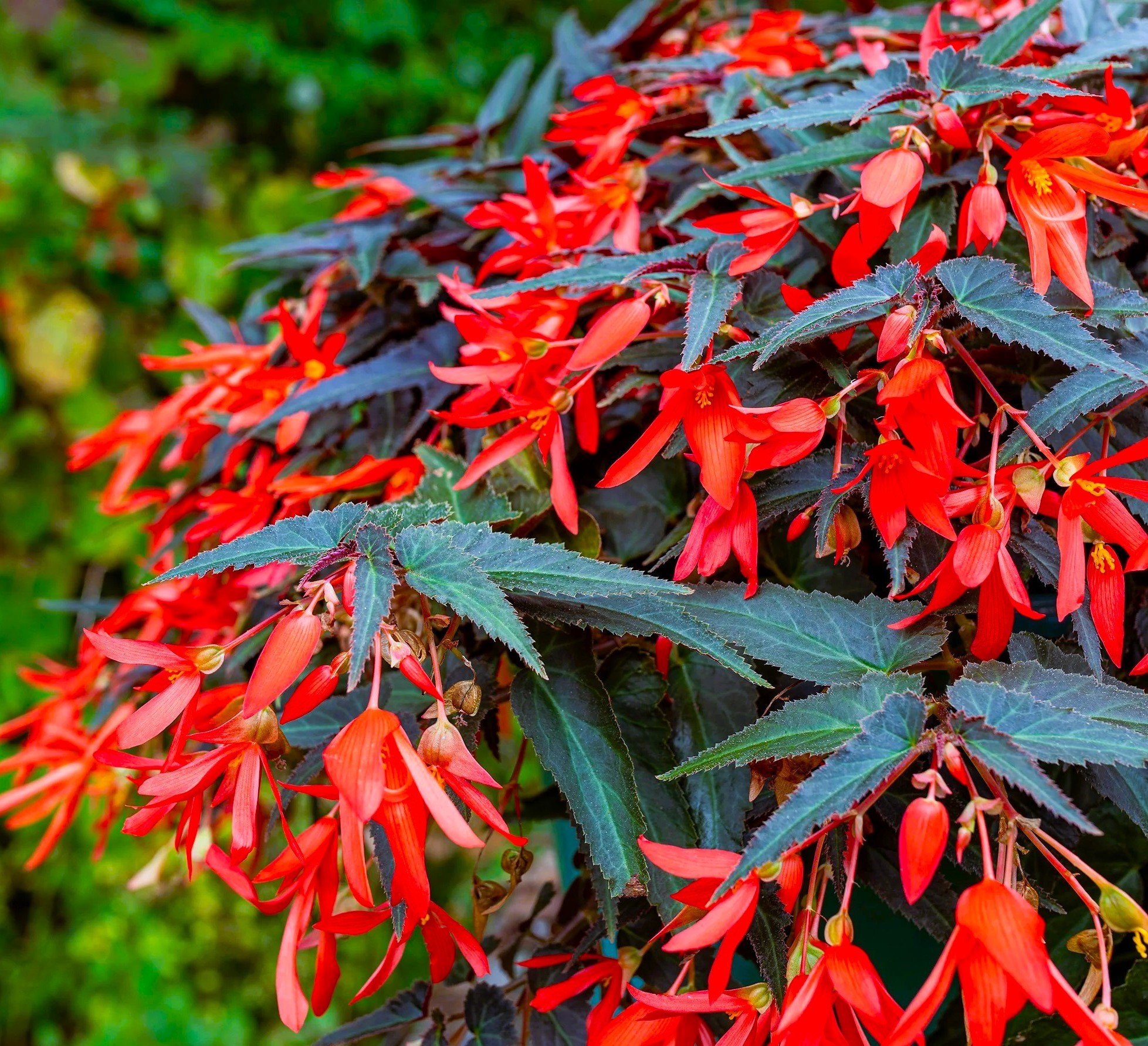 Boliivia begoonia Bossa Night Fever Rosso 10s pillitud