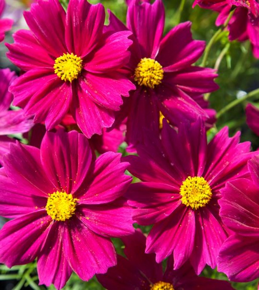 Kosmos Apollo Bright Carmine 40 seemet