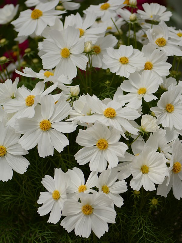 Kosmos Apollo White 40 seemet