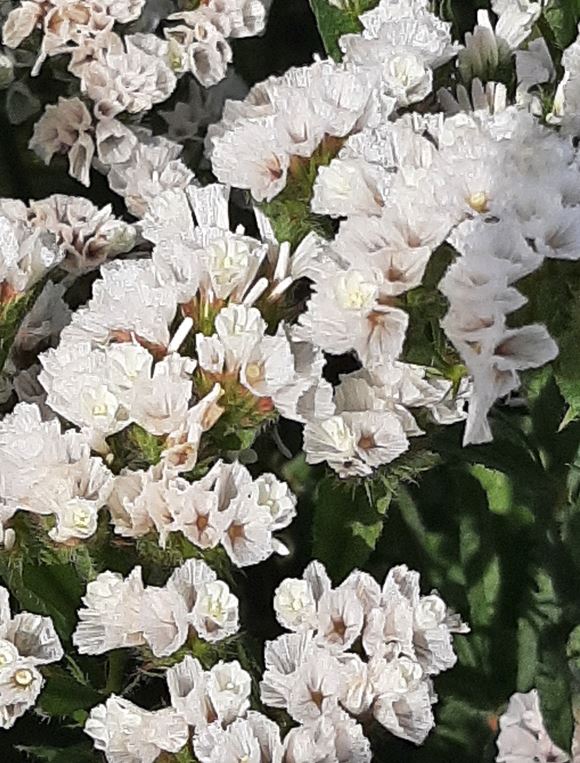 Parkjuur Hipster White 100 seemet