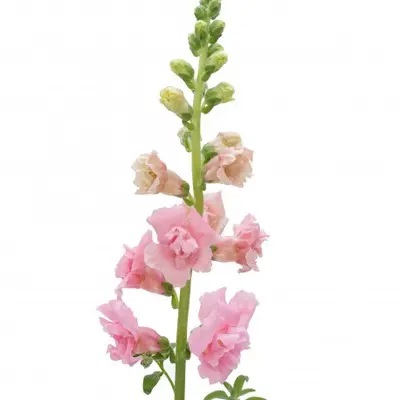 Lõvilõug Snapstar Pink F1 50 seemet