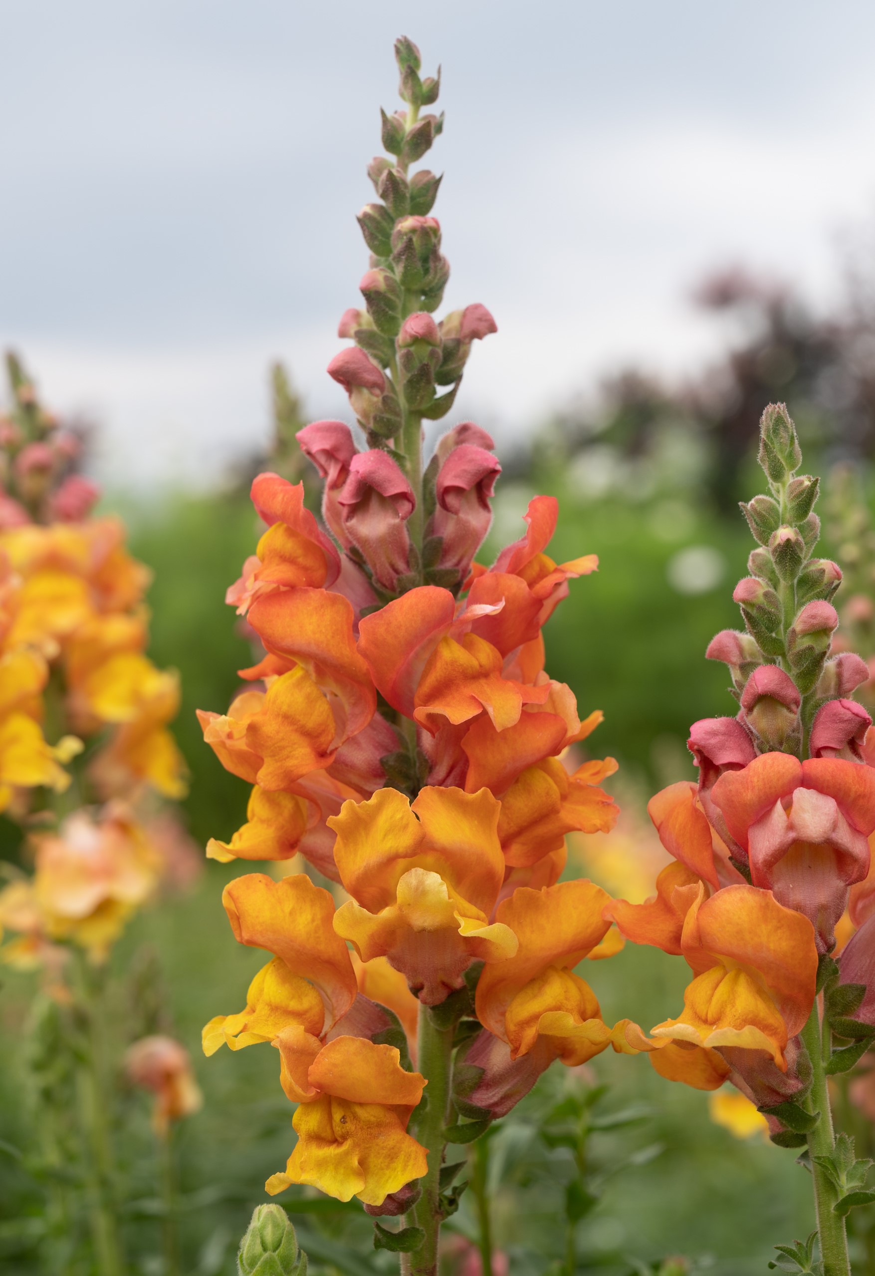 Lõvilõug Opus III Early Bronze 50s