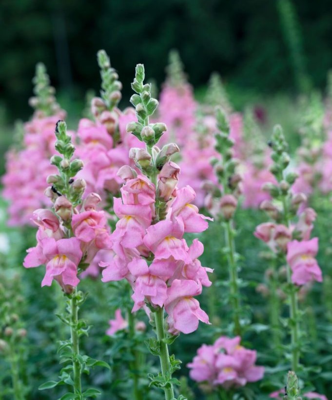 Lõvilõug Opus III Pink 50s