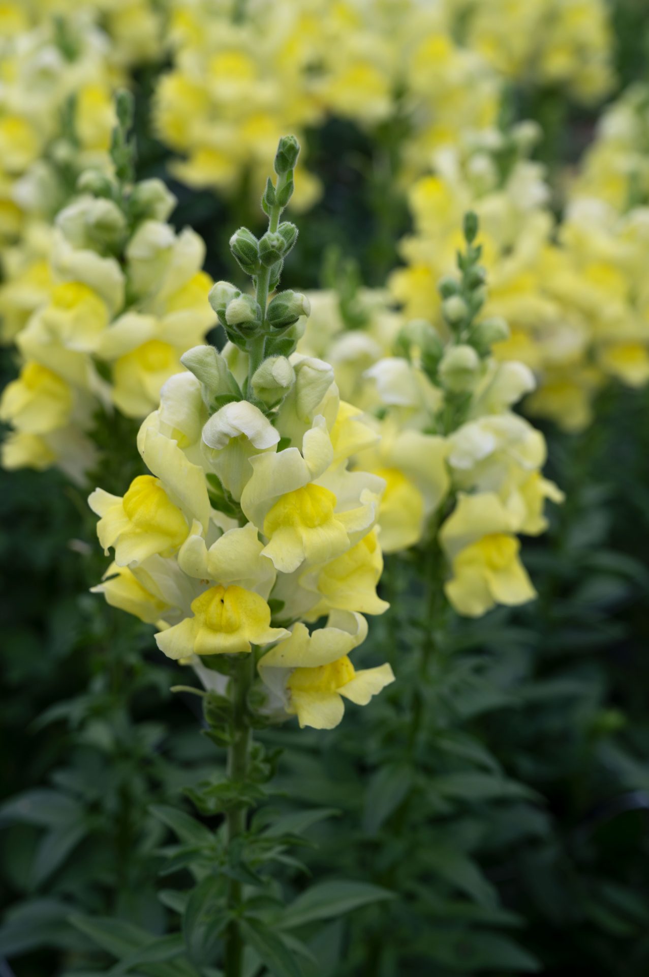 Lõvilõug Opus III Yellow 50s