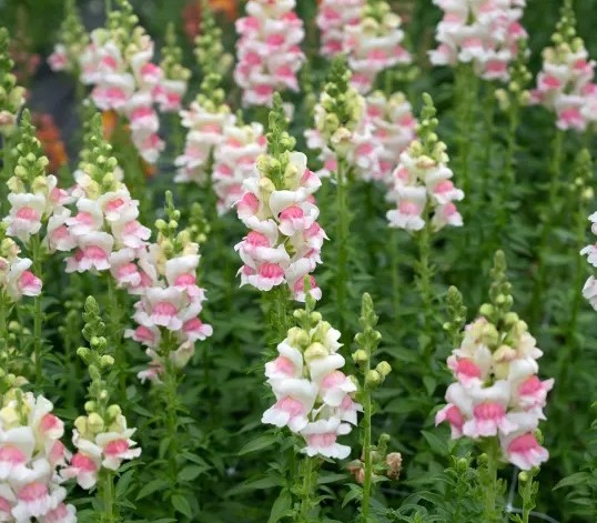 Lõvilõug Opus III/IV Appleblossom 50s