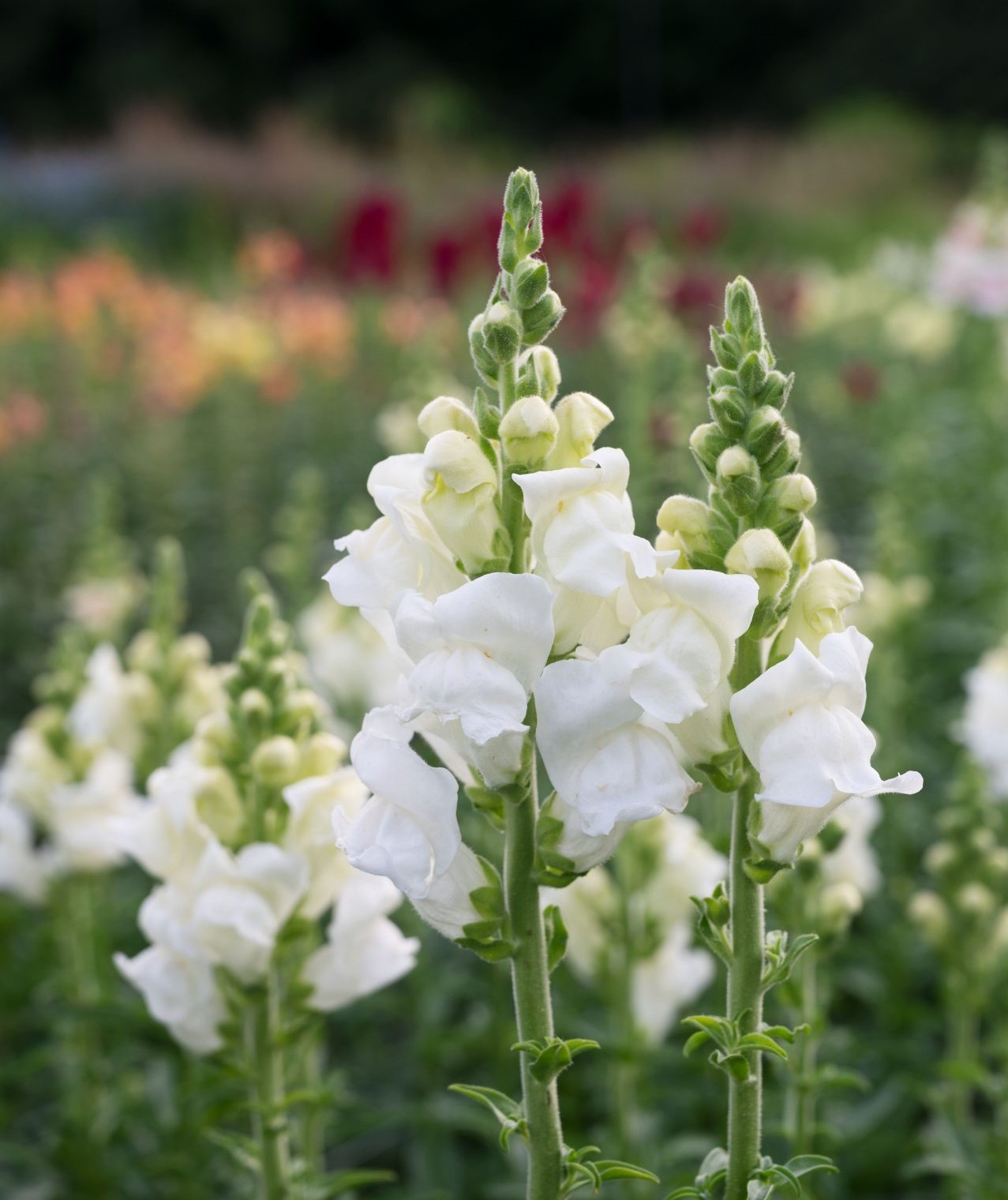 Lõvilõug Opus III/IV Early White 50s