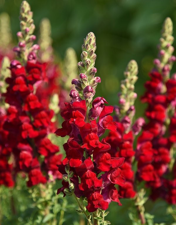 Lõvilõug Opus III/IV Red 50s