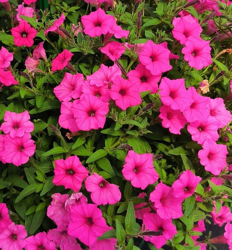 Petuunia Mini Vista Hot Pink 3 tk