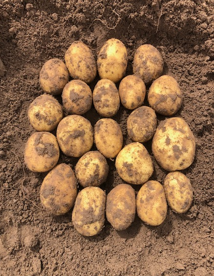 Seemnekartul Jola 5 kg