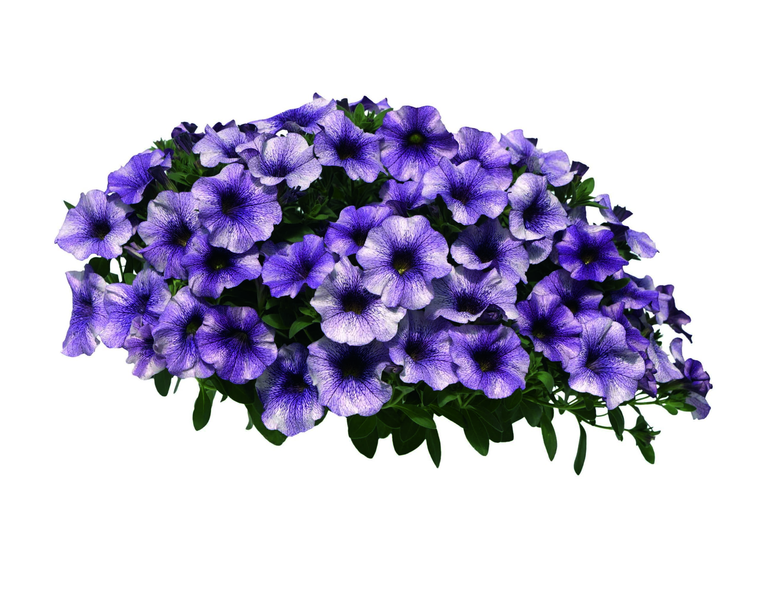 Liikidevaheline aed-puispetuunia The Power Sisters Violet Vicky 3 tk.