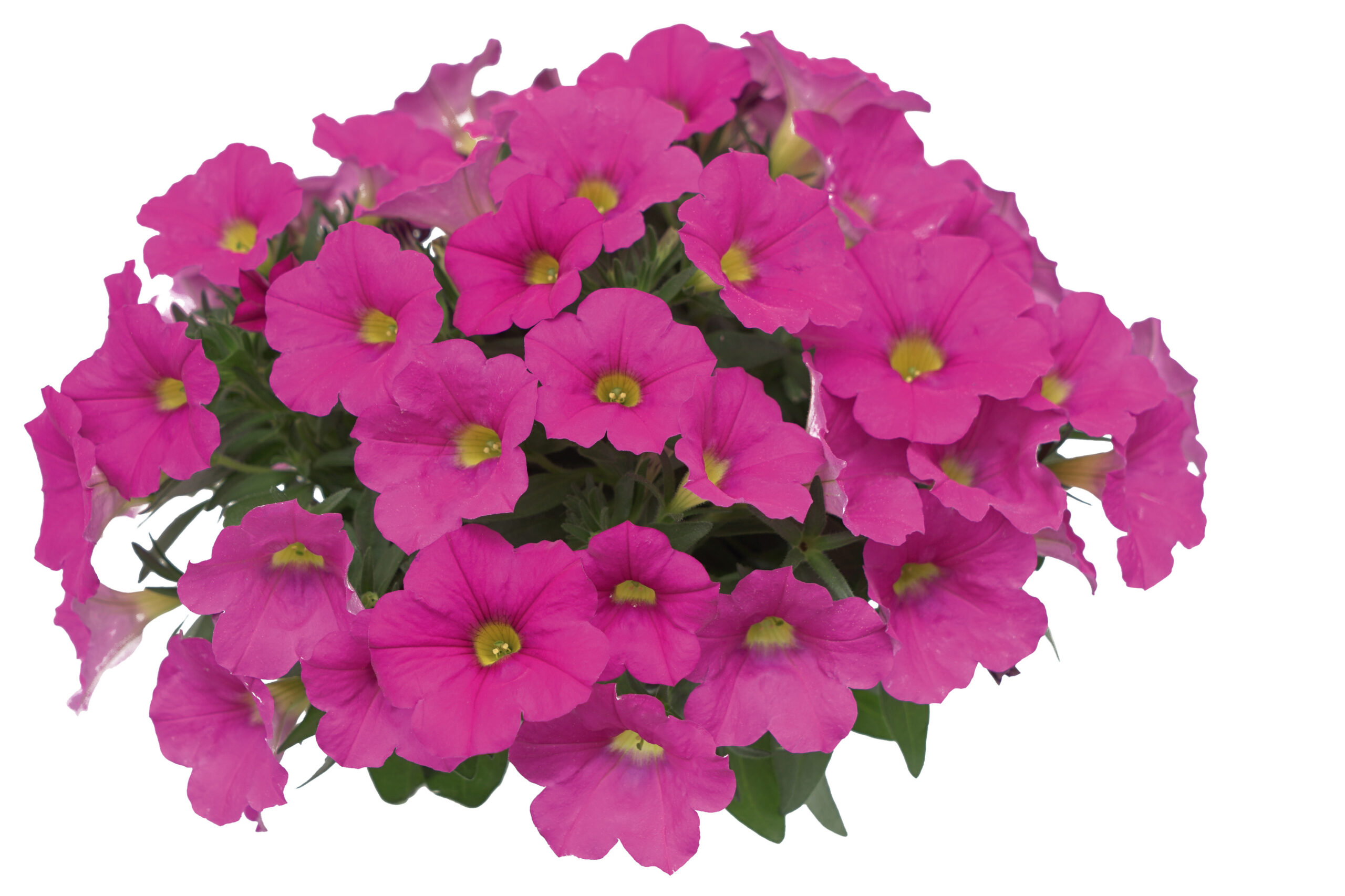 Liikidevaheline aed-puispetuunia The Power Sisters Pretty Pam 3 tk.