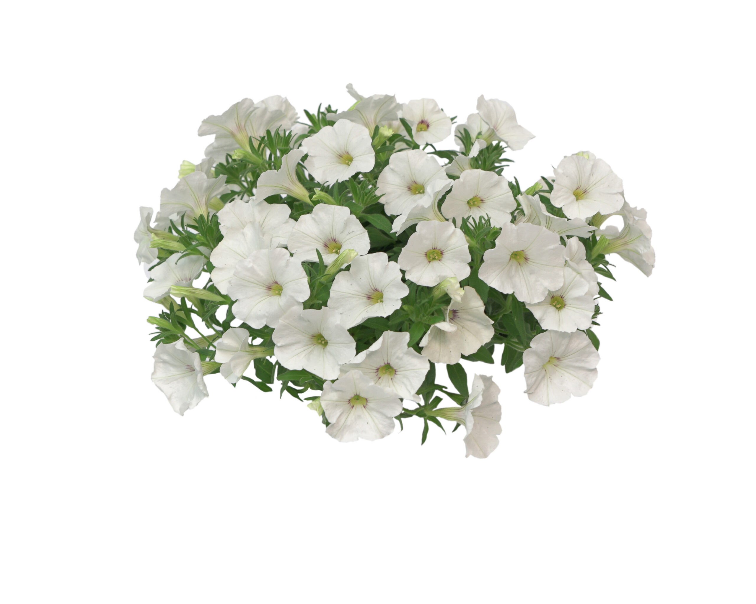 Liikidevaheline aed-puispetuunia The Power Sisters Wonder Wendy 3 tk.