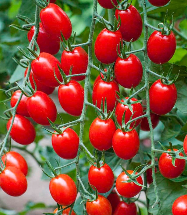 Tomat Sugar Gloss F1 5s