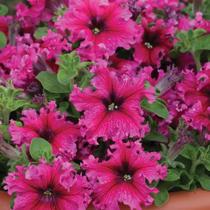 Petuunia Espresso Frappe Rose 25s