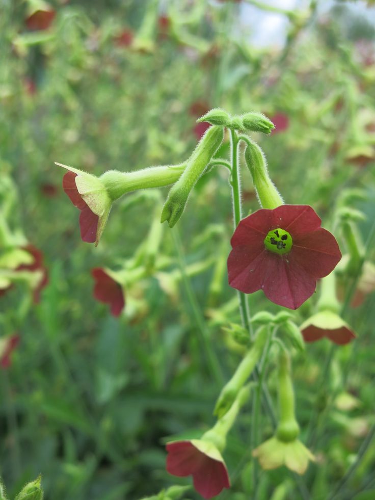 Lilltubakas Tinkerbell F1 25s