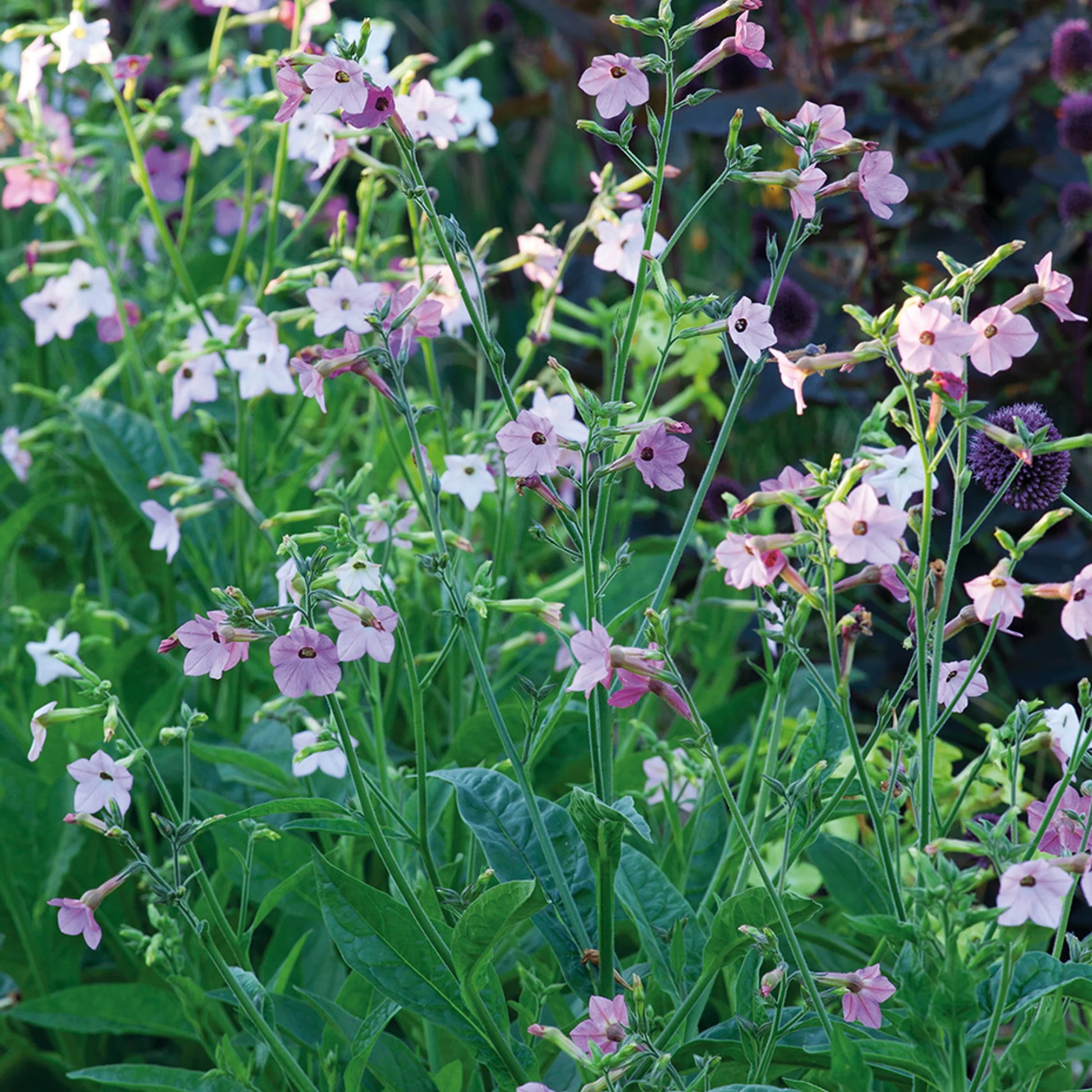 Lilltubakas Whisper mix 25s