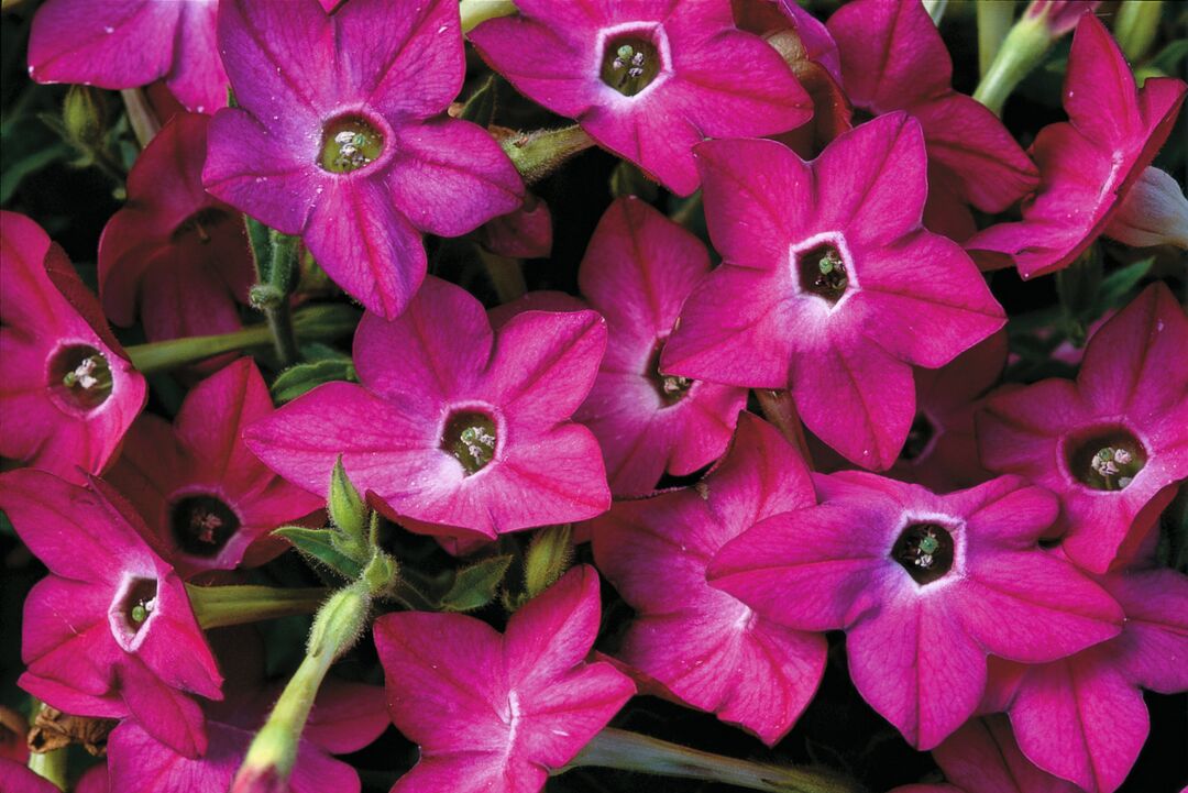 Lilltubakas Saratoga Rose 25s