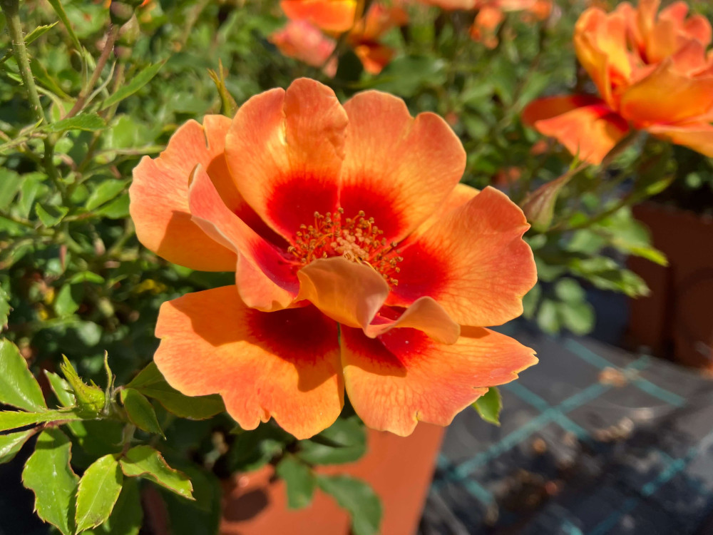 Roos Flame Babylon Eyes paljasjuurne 1 tk