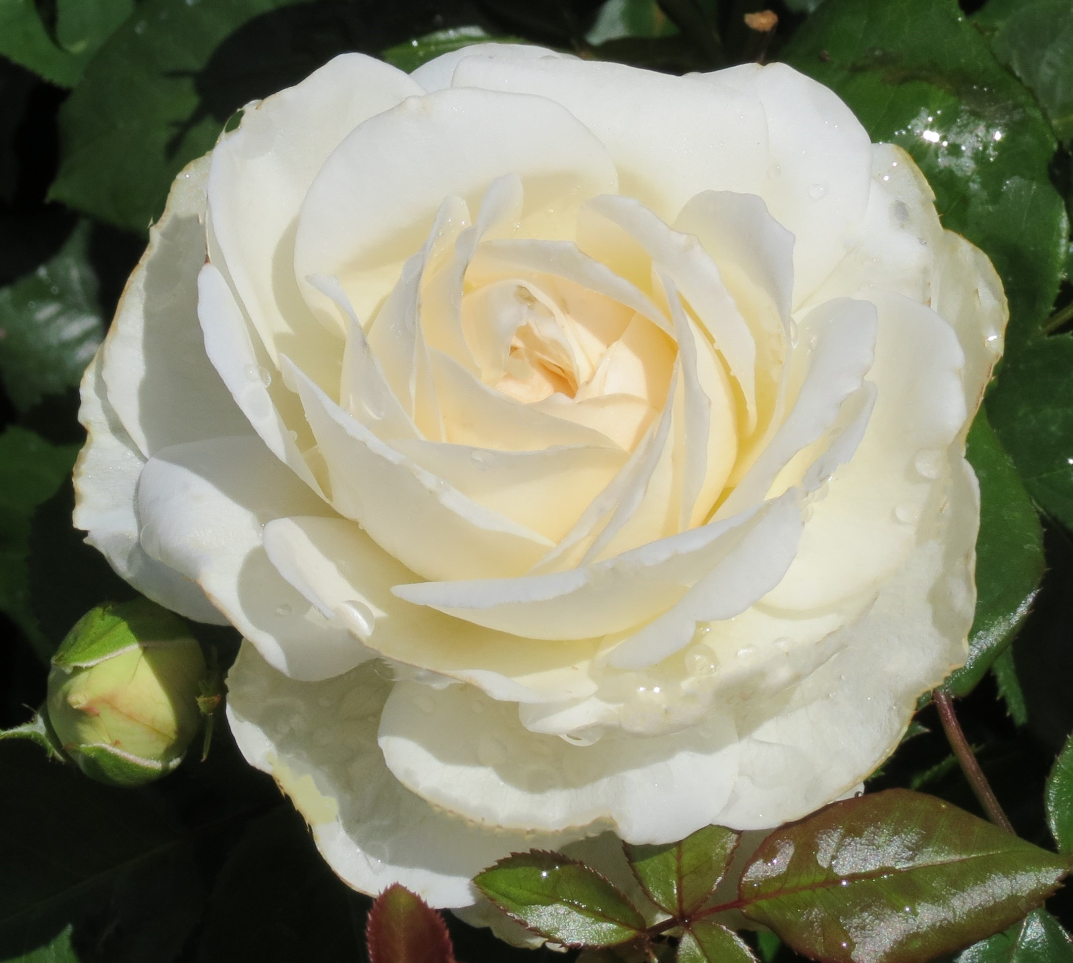 Roos Irina paljasjuurne 1tk