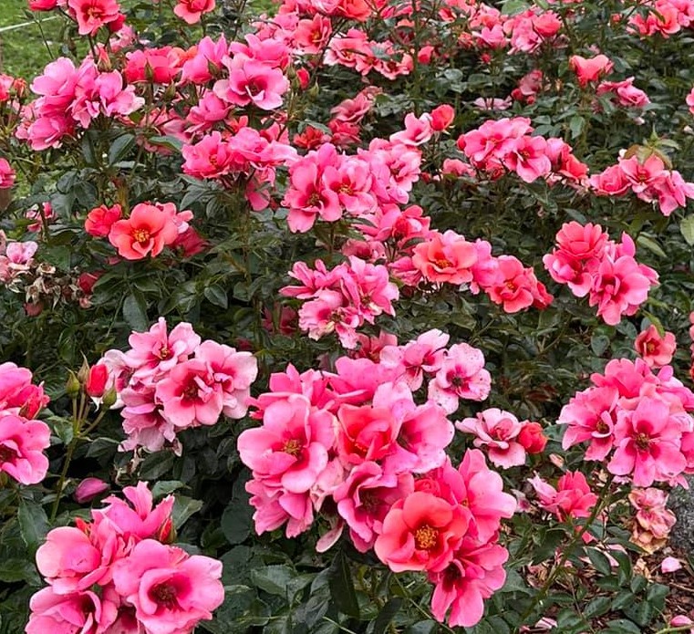 Roos Maestro Babylon Eyes paljasjuurne 1 tk