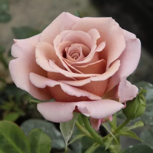 Roos Koko Loco paljasjuurne 1 tk