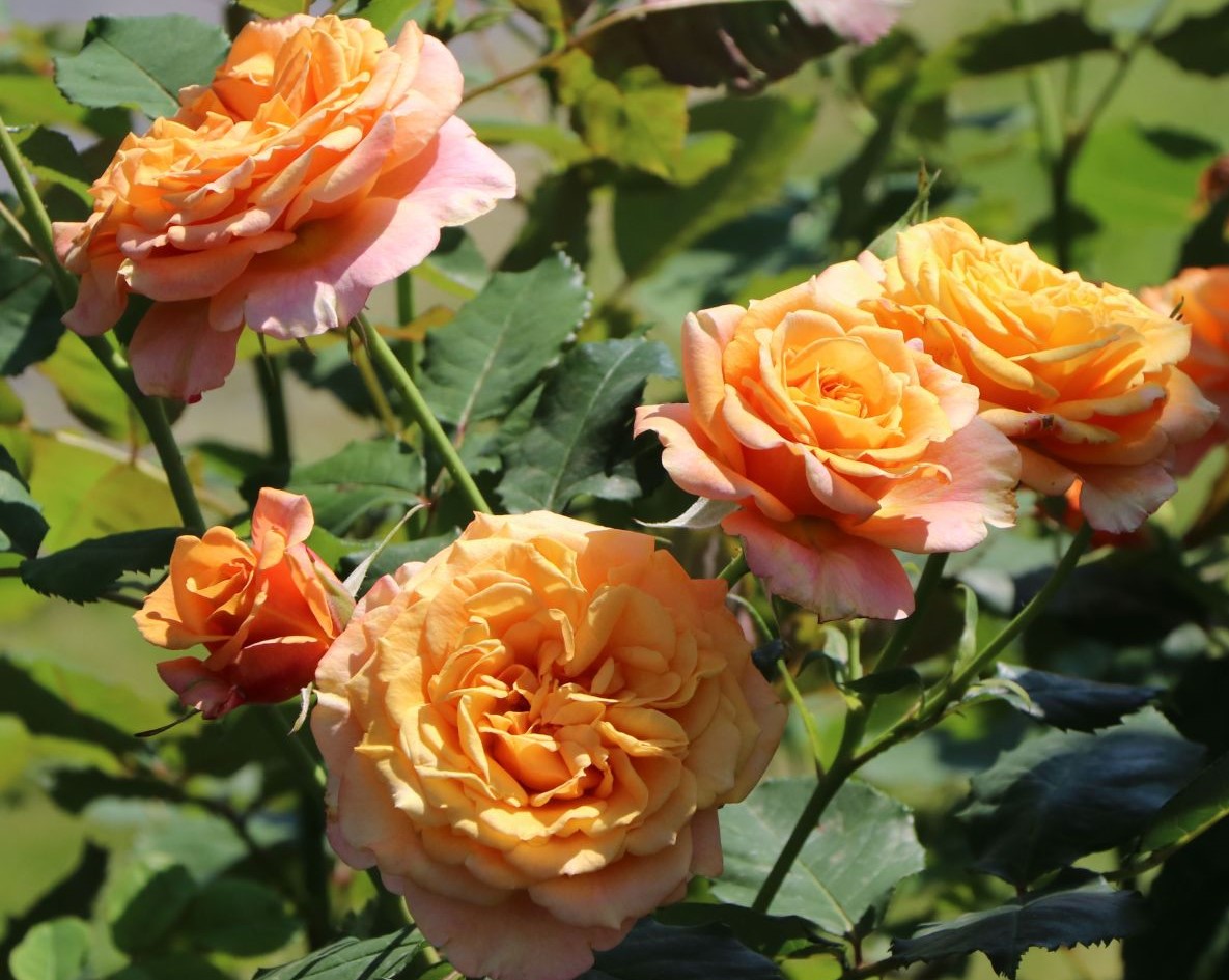 Roos La Villa Cotta paljasjuurne 1tk