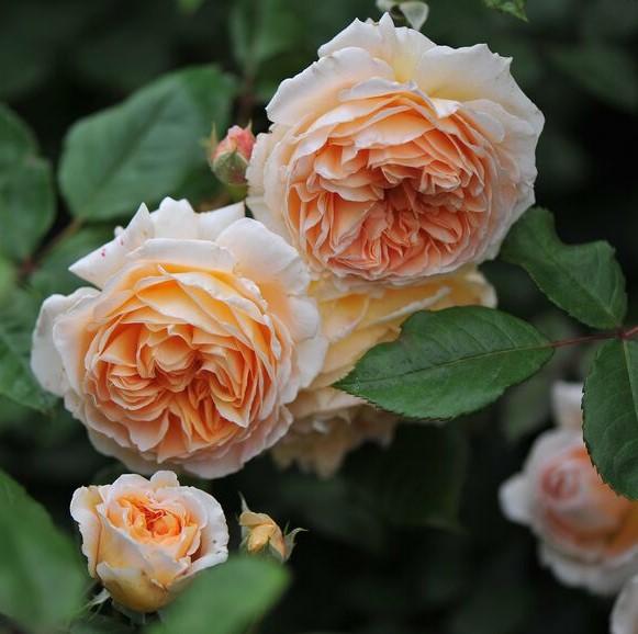 Roos Grossherzogin Luise paljasjuurne 1tk