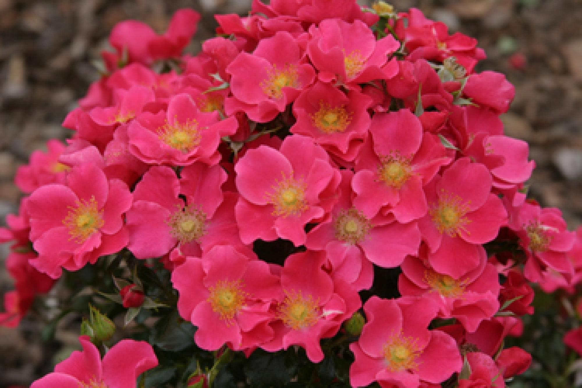 Roos Stadt Rom paljasjuurne 1tk