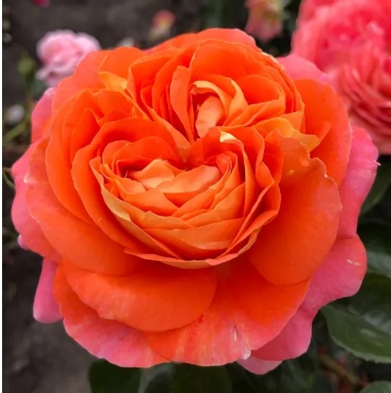 Roos Samba paljasjuurne 1tk