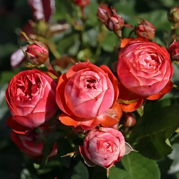 Roos Pompeji paljasjuurne 1tk