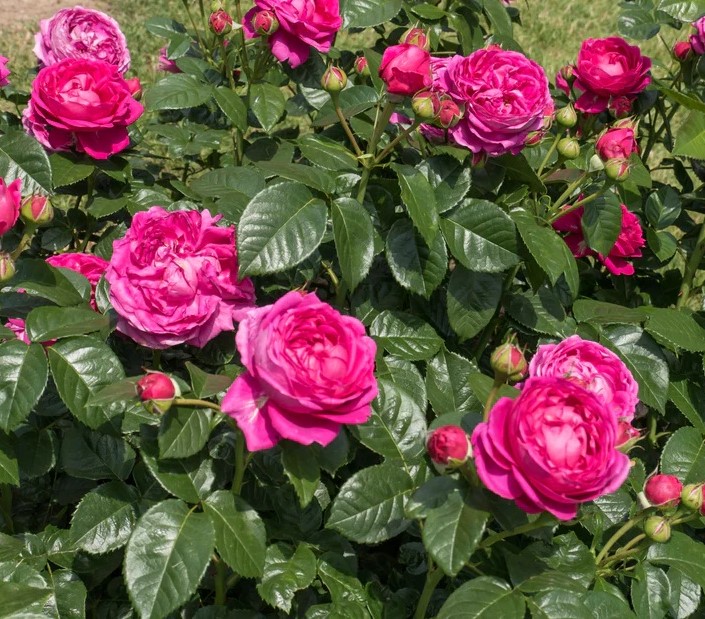 Roos Anuschka paljasjuurne 1tk