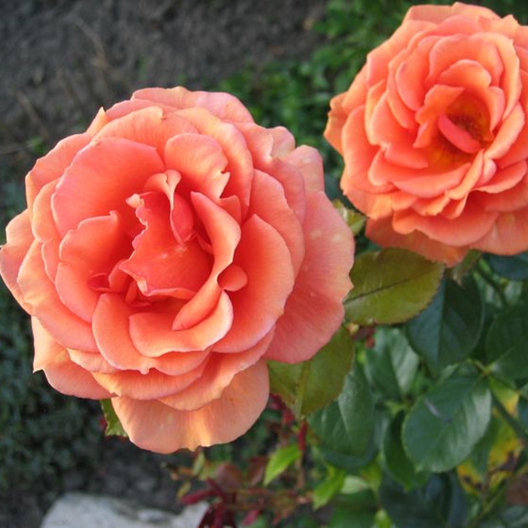 Roos Ashram paljasjuurne 1 tk