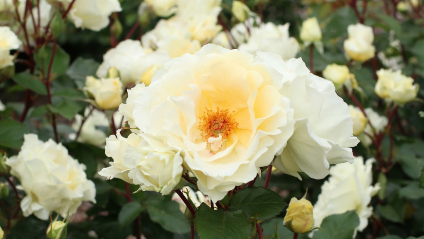 Roos Mentor-Rose paljasjuurne 1tk