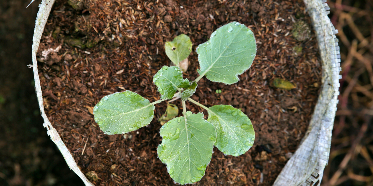 Kevadine ettetellimine on alanud!