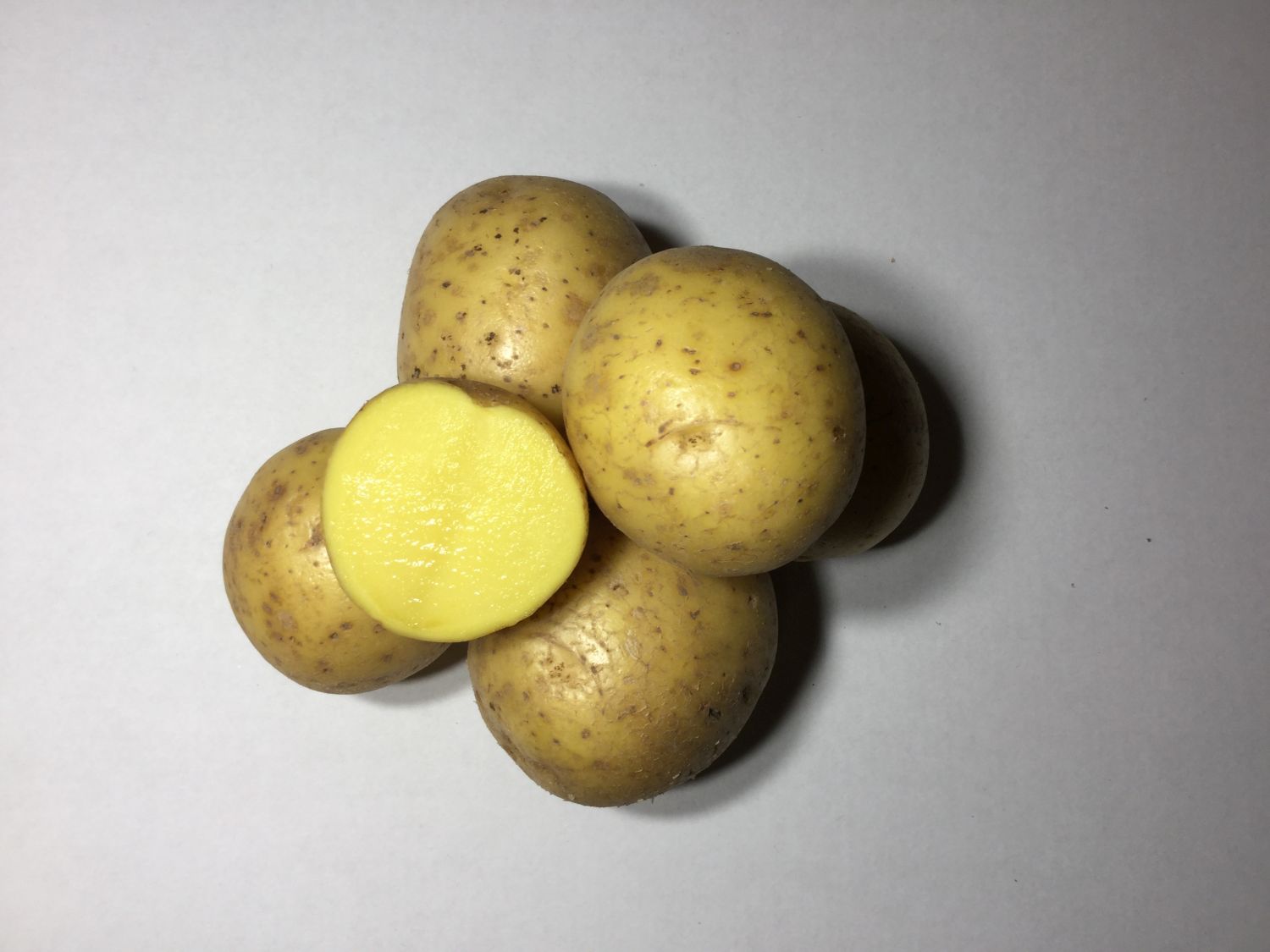 Seemnekartul Gala 10kg