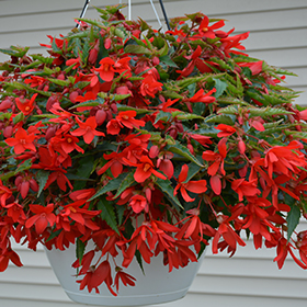 Boliivia begoonia Bossa Nova Red 10s pillitud