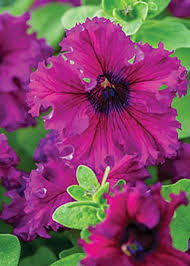 Petuunia Espresso Frappe Ruby 25s