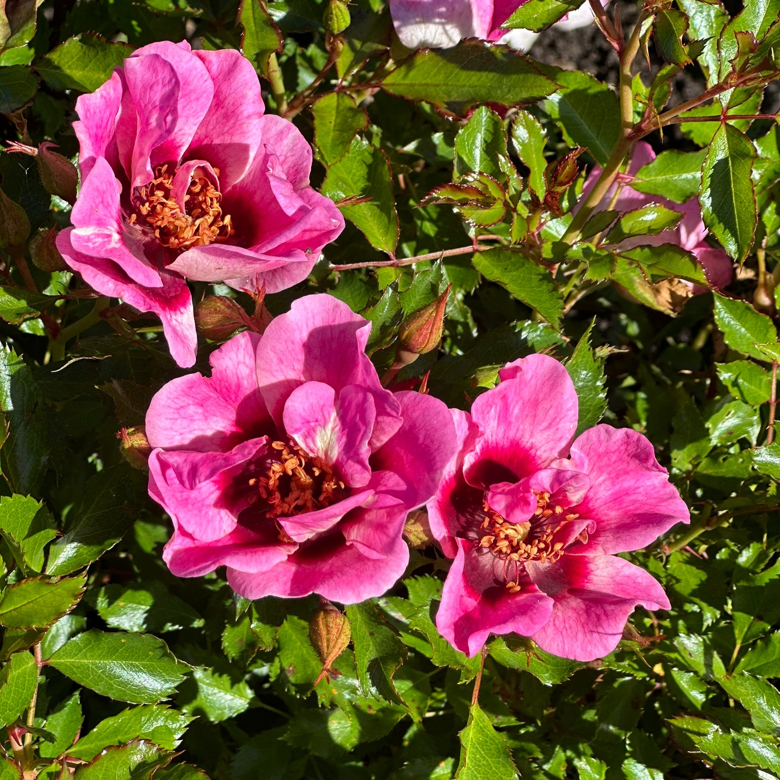 Roos Trendy Babylon Eyes paljasjuurne 1 tk