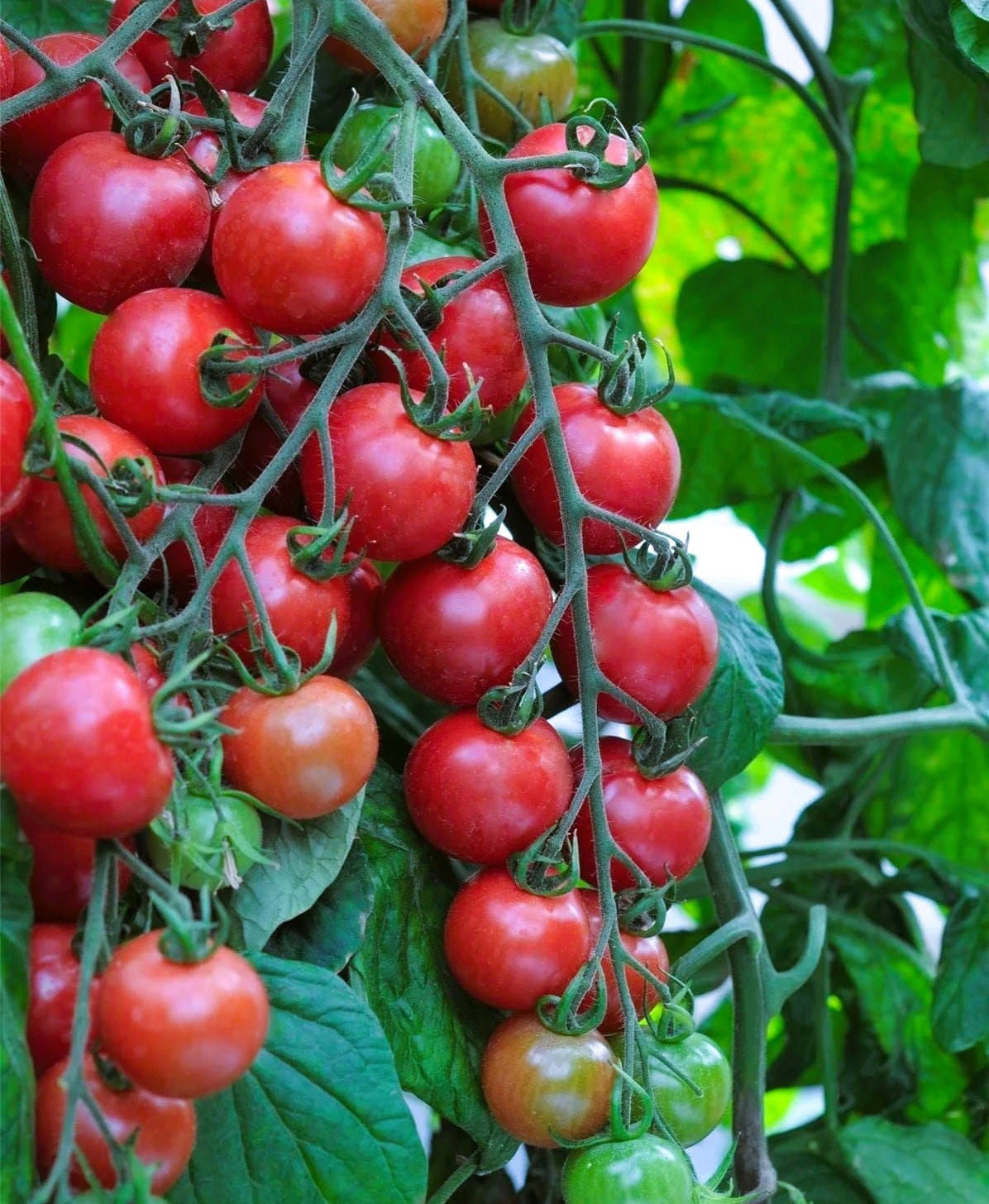 Tomat Pink Charmer F1 5s